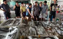 Hải sản Quảng Bình giá tăng cao vẫn cháy hàng