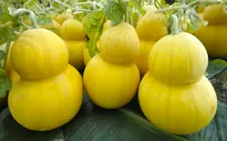 Giáp Tết: Loạn giá thị trường hoa quả độc, lạ