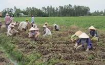 Vĩnh Long: Khoai lang rớt giá, nông dân lỗ hàng tỷ đồng