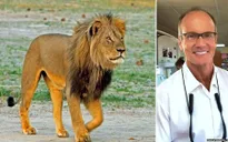 Zimbabwe buộc tội du khách Mỹ giết hại dã man con sư tử Cecil