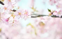 Đắm mình trong vẻ đẹp diệu kỳ của hoa anh đào qua Instagram