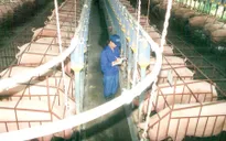 Giá lợn hơi giảm mạnh, giá thịt vẫn không “hạ nhiệt”