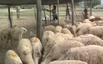 Ninh Thuận: Thay đổi cách chăn nuôi để cứu đàn gia súc