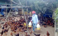 Tăng cường giám sát dịch bệnh trong chăn nuôi