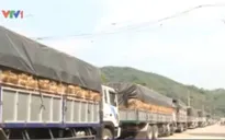 Dưa rớt giá, không bán được: Vì sao? ​