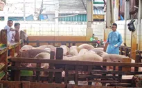 Báo động gia tăng hàm lượng chất cấm trong thịt heo
