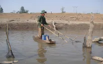 ĐBSCL: Người dân thất thu thủy sản trong mùa lũ