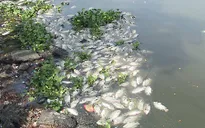 Thừa Thiên - Huế: Cá nuôi chết hàng loạt vì tắc trách?