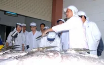 Xuất khẩu 7 con cá ngừ đại dương sang Nhật Bản