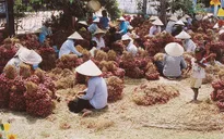 Vì sao người khiếm thị ở vựa hành tím không muốn điều trị mắt?