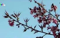Đà Lạt rực rỡ mùa Mai Anh Đào
