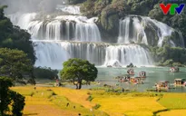 Mê mẩn sắc vàng mùa lúa chín thác Bản Giốc