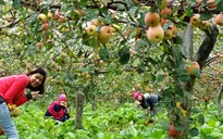 Trải nghiệm khó quên khi tới vườn táo Jian, Hàn Quốc
