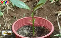 Cây bàng vuông Trường Sa lần đầu tiên được trồng tại Singapore