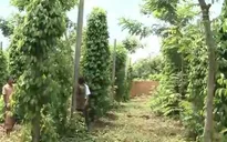 Đăk Lăk: Nhiều hộ trồng tiêu bị cưỡng ép cho đối tượng bảo kê
