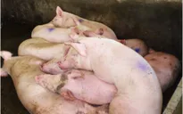 Đồng Nai: Dịch tả heo không nghiêm trọng