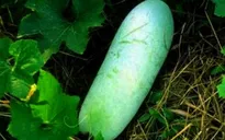 Chữa tiểu đường bằng bí đao
