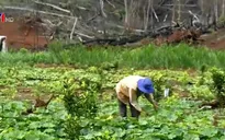Kon Tum: Người dân thoát nghèo nhờ trái bí đỏ