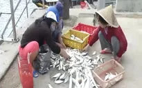 Sinh kế mới cho phụ nữ nghèo Cửa Đại