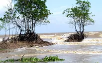 Báo động tình trạng tàn phá rừng phòng hộ ven biển