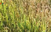 Bình Định: 12.000ha lúa hè thu sắp được "giải cứu"