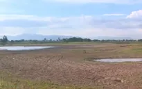 Bình Thuận bỏ trống hàng chục nghìn hecta đất sản xuất lúa do hạn hán