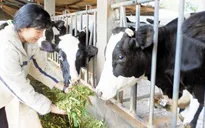 Chưa có phương án tiêu thụ sữa cho người chăn nuôi