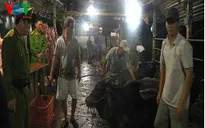 Bắt quả tang cơ sở giết mổ bơm nước vào bò