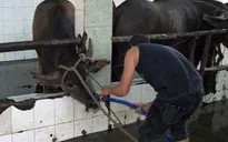 Tây Ninh xử phạt 3 cơ sở bơm nước vào gia súc