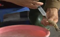 Bơm tạp chất vào tôm: Nhiều vấn đề đáng bàn