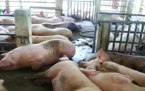 Đồng Nai: Xử phạt cơ sở bơm nước vào lợn