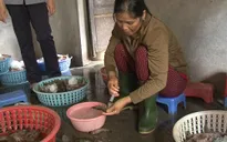 Thừa Thiên - Huế: Bắt quả tang 2 cơ sở bơm tạp chất lạ vào tôm
