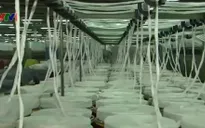 Phản hồi về kiến nghị điều tra chống bán phá giá bông sợi nhập khẩu