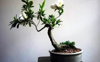 Bonsai - Loại cây cảnh đẹp để trang trí không gian