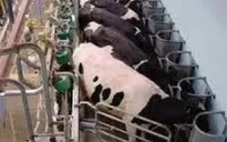 Pháp tăng cường biện pháp hỗ trợ ngành chăn nuôi