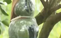Độc đáo những mẫu bưởi hồ lô phục vụ dịp Tết