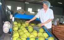 Xuất khẩu rau quả: Điểm sáng trong quý I