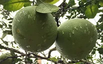 Bưởi Đoan Hùng giành 'Thương hiệu vàng nông nghiệp năm 2015'