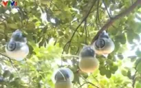 Đồng Nai: Bưởi Tân Triều được giá