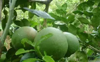 Bưởi da xanh phục vụ thị trường Tết tăng giá