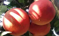 Bưởi đỏ Luận Văn - Loại quả may mắn cho dịp Tết cổ truyền
