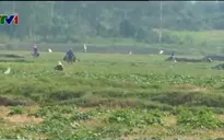 Nông dân loay hoay chuyển đổi canh tác tránh nắng hạn