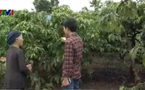 Nông dân Tây Nguyên e ngại tái canh cà phê