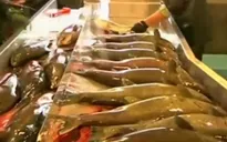 Vận chuyển 30 triệu con cá hồi ra Thái Bình Dương bằng xe tải
