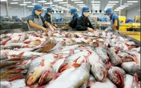 Chưa áp dụng quy định về tỷ lệ mạ băng cá tra xuất khẩu