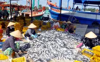 Xây dựng Trung tâm nghề cá lớn tại Hải Phòng