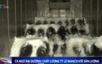 Cá ngừ đại dương: Chất lượng tỷ lệ nghịch với sản lượng