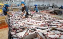 Thuế chống bán phá giá cao, DN và người nuôi cá tra tiếp tục gặp khó