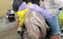 Ngư dân Đà Nẵng bắt được cá mú nặng 70 kg