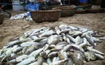 Nghệ An: Kịp thời cứu sống 3 người bị ngộ độc do ăn cá nóc